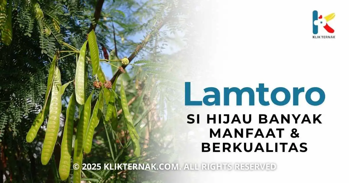 Lamtoro Si Hijau Banyak Manfaat & Berkualitas