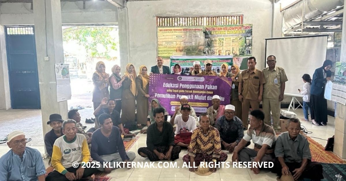 FKH UB Edukasi Peternak Lombok Tengah Pulihkan Ternak Pasca-PMK