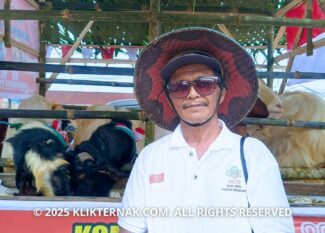 Usia Bukan Halangan Beternak, Dibalik Kandang Berjalan Karnaval HUT RI Ke-80 Papua Selatan
