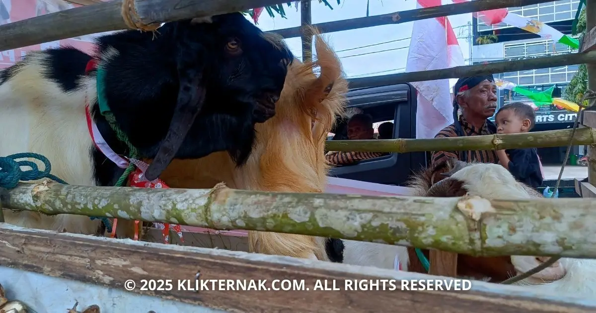Usia Bukan Halangan Beternak, Dibalik Kandang Berjalan Karnaval HUT RI Ke-80 Papua Selatan