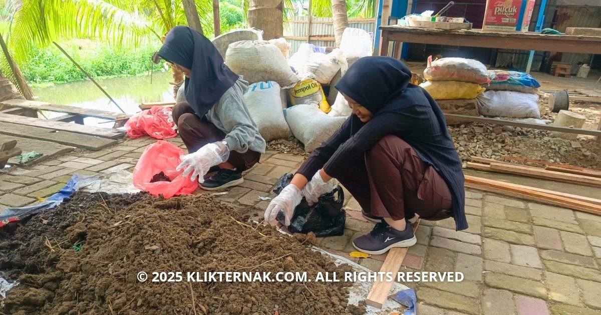 Pengambilan feses kanguru dan rusa oleh siswi SMA Yapis 1 Merauke (Sumber : Klik Ternak)