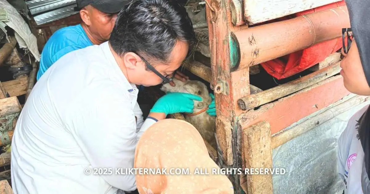 Kegiatan Pemeriksaan Kesehatan Ternak (Sumber Foto : Miranti Fardesiana Putri)