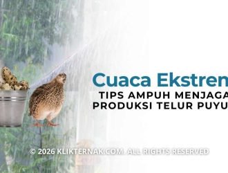 Tips Ampuh Menjaga Produksi Telur Puyuh Saat Cuaca Ekstrem by Klik Ternak