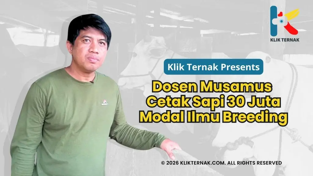Dosen Musamus Cetak Sapi 30 Juta Modal Ilmu Breeding_20260201_181349_0000