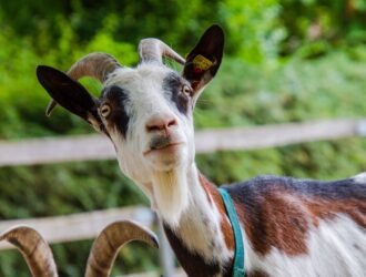 Bagaimana memilih hewan qurban sesuai dengan konsep ASUH?