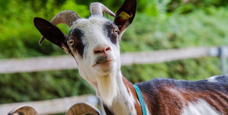 Bagaimana memilih hewan qurban sesuai dengan konsep ASUH?
