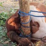 Mengapa hewan sesembelihan perlu puasa terlebih dahulu?