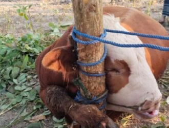 Mengapa hewan sesembelihan perlu puasa terlebih dahulu?