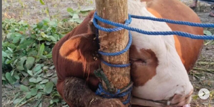 Mengapa hewan sesembelihan perlu puasa terlebih dahulu?