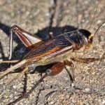 Bagaimana ternak jangkrik menjadi solusi pakan alami ayam?