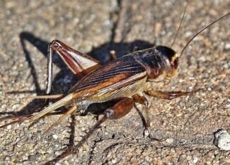 Bagaimana ternak jangkrik menjadi solusi pakan alami ayam?