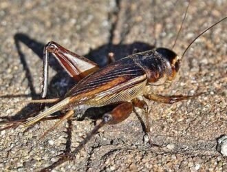 Bagaimana ternak jangkrik menjadi solusi pakan alami ayam?