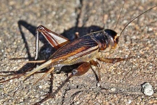 Bagaimana ternak jangkrik menjadi solusi pakan alami ayam?