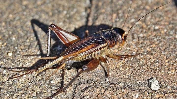 Bagaimana ternak jangkrik menjadi solusi pakan alami ayam?