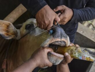 Kenali bagaimana ciri-ciri penyakit PMK pada hewan ternak