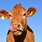 Sering Lihat Sapi Mengamuk? Ini Dia Penyebabnya!
