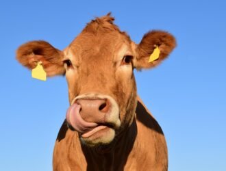 Sering Lihat Sapi Mengamuk? Ini Dia Penyebabnya!