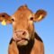 Sering Lihat Sapi Mengamuk? Ini Dia Penyebabnya!