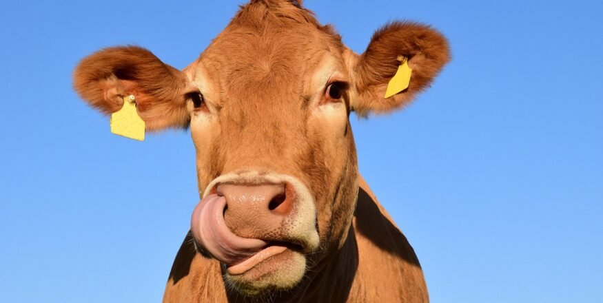 Sering Lihat Sapi Mengamuk? Ini Dia Penyebabnya!