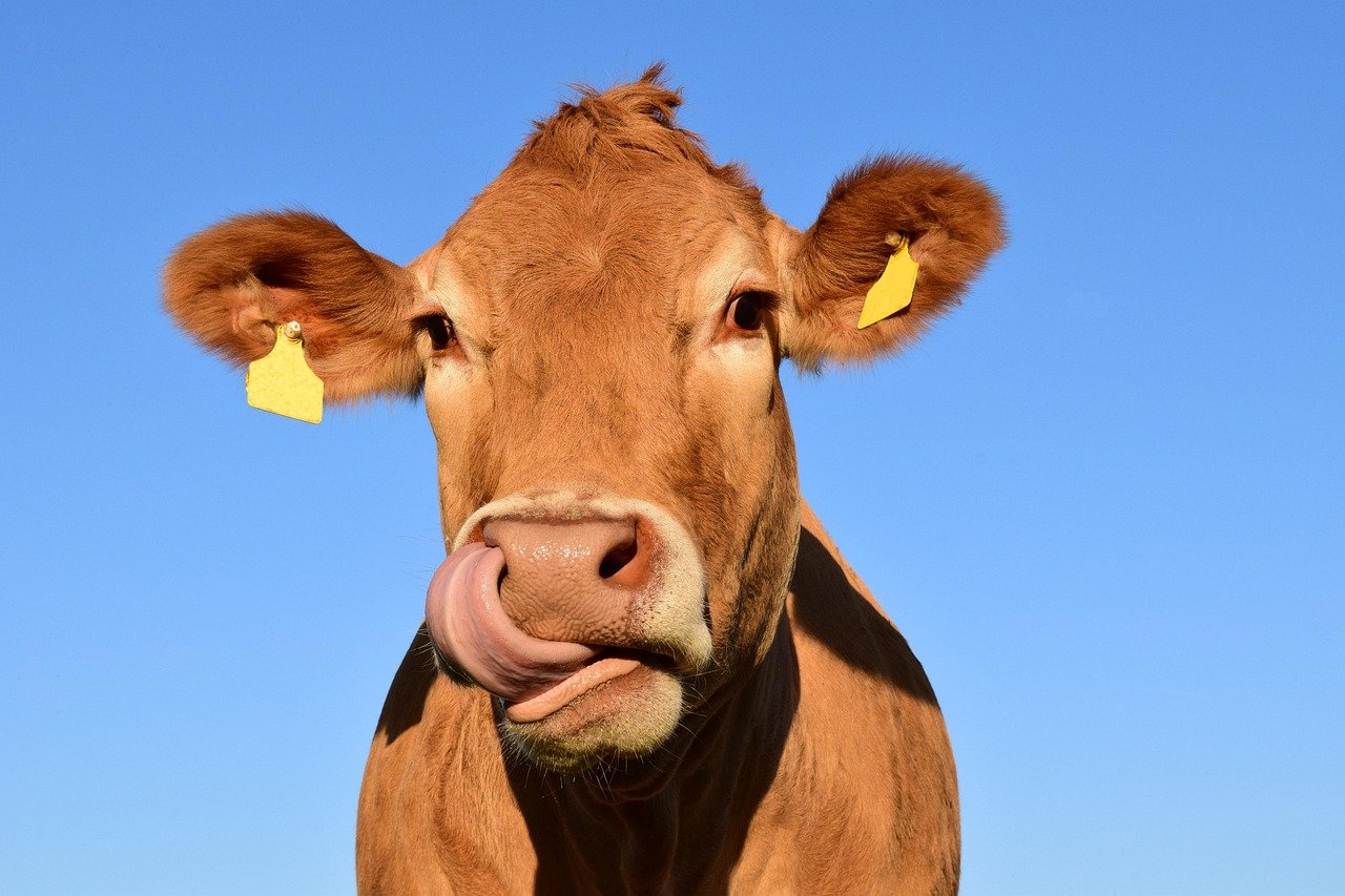 Sering Lihat Sapi Mengamuk? Ini Dia Penyebabnya!