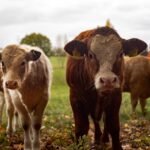 Berapa estimasi harga sapi qurban 2026?