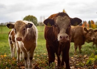 Berapa estimasi harga sapi qurban 2026?