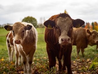 Berapa estimasi harga sapi qurban 2026?