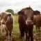 Berapa estimasi harga sapi qurban 2026?