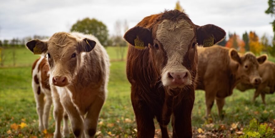 Berapa estimasi harga sapi qurban 2026?