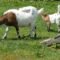 Bagaimana cara memilih hewan qurban terbaik?