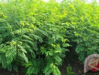 Bagaimana cara membuat bank pakan ternak dengan indigofera?