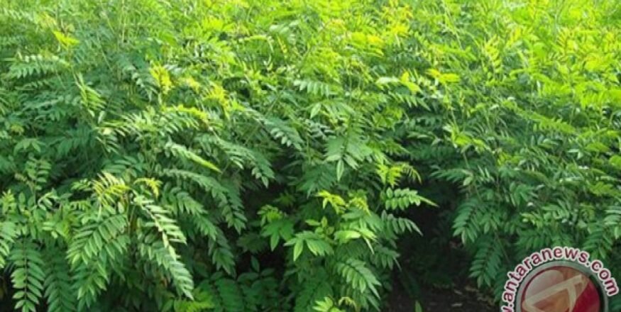 Bagaimana cara membuat bank pakan ternak dengan indigofera?