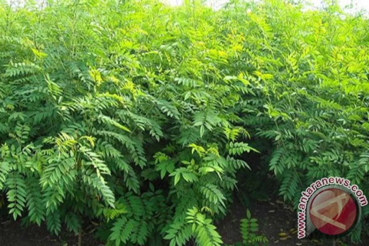 Bagaimana cara membuat bank pakan ternak dengan indigofera?