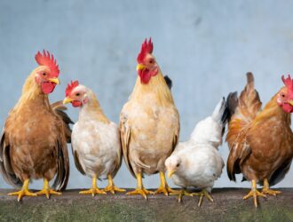 Apa saja pakan ternak alternatif yang optimal untuk ayam?