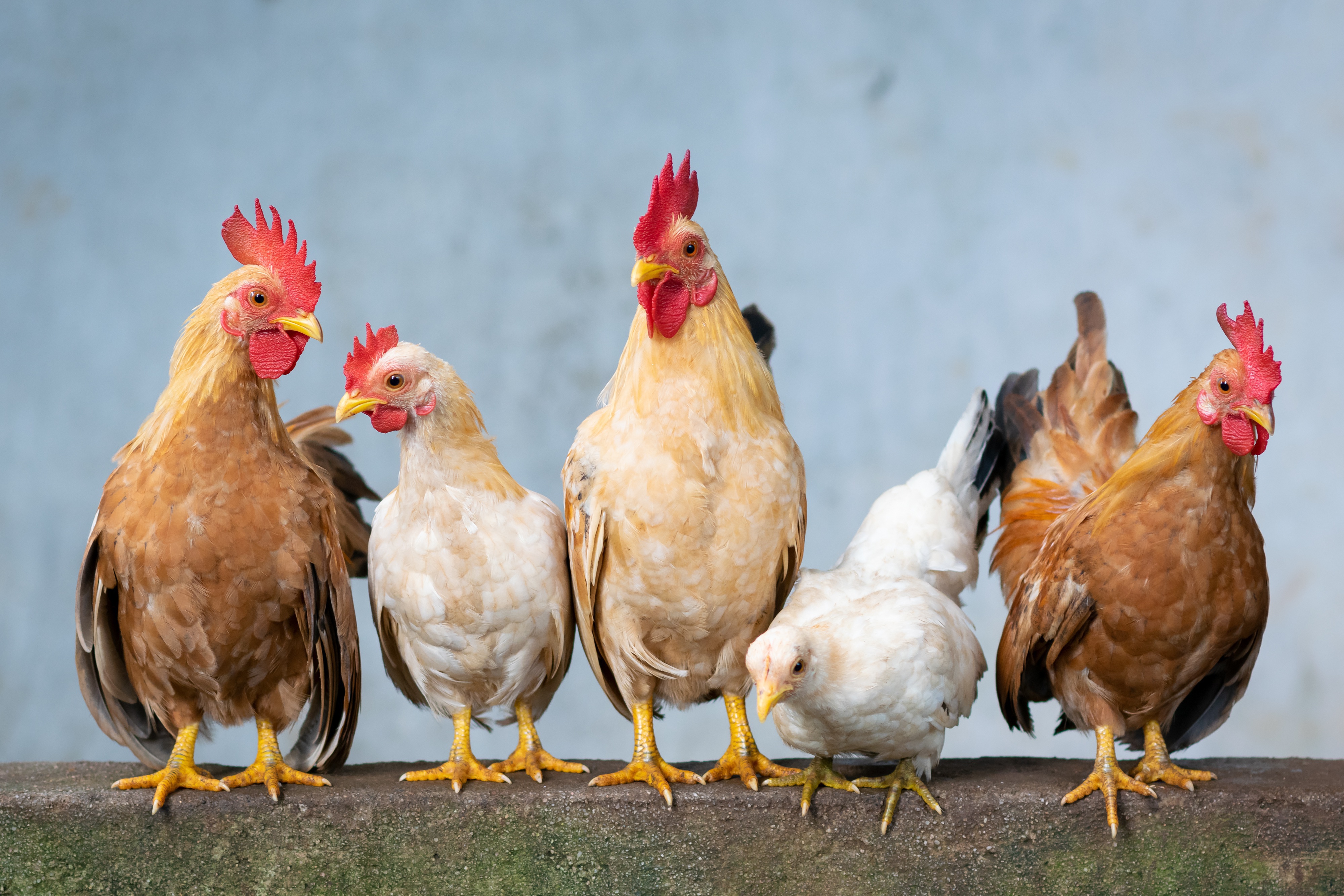 Apa saja pakan ternak alternatif yang optimal untuk ayam?