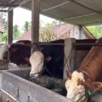 Bagaimana tips breeding sapi agar sukses