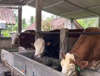 Bagaimana tips breeding sapi agar sukses