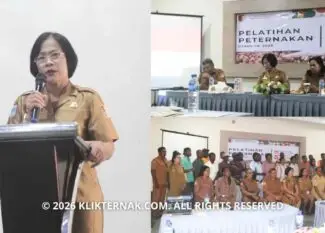 DKPPH Merauke Berdayakan Peternak OAP Lewat Bantuan Dana Otsus 2026