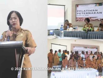 DKPPH Merauke Berdayakan Peternak OAP Lewat Bantuan Dana Otsus 2026
