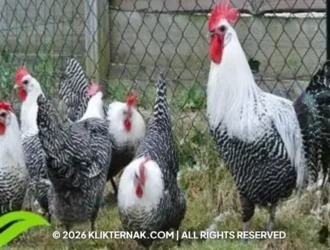 Ayam Arab