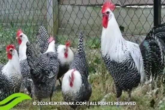Ayam Arab