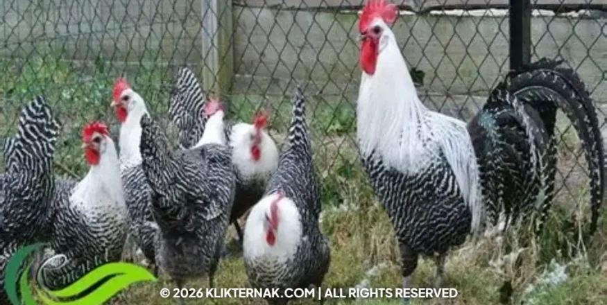 Ayam Arab