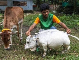 bagaimana cara memilih sapi bakalah yang baik?