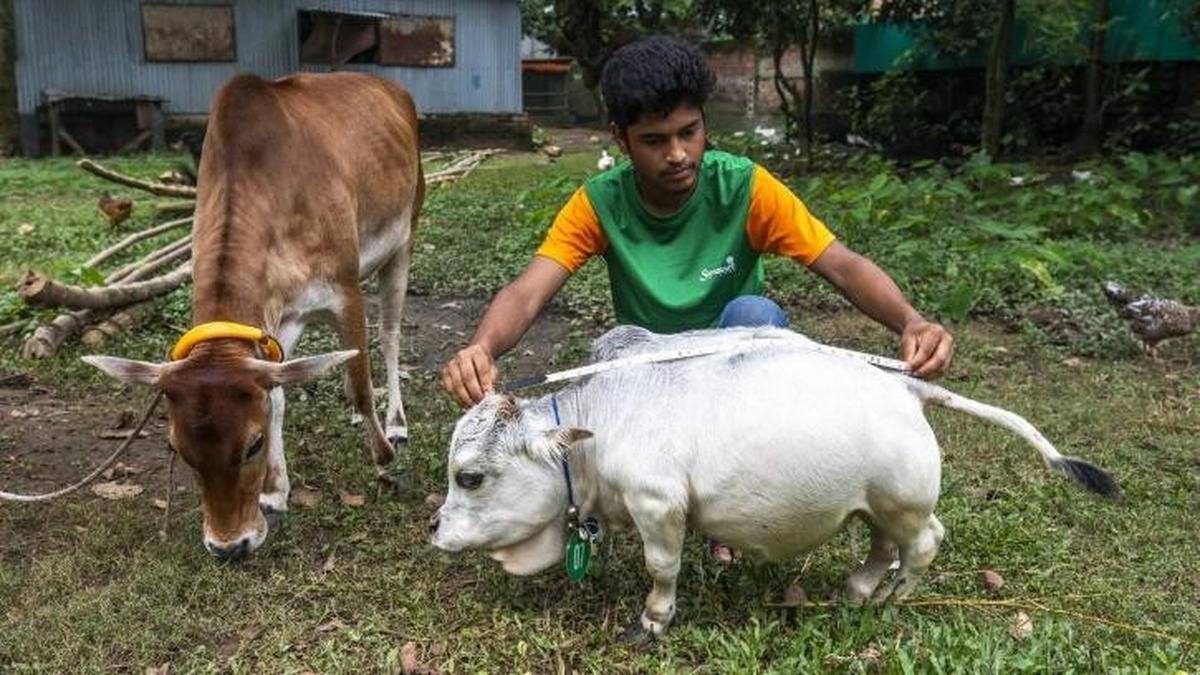 bagaimana cara memilih sapi bakalah yang baik?