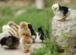 Berapa modal memulai usaha ternak ayam?