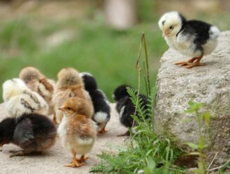 Berapa modal memulai usaha ternak ayam?