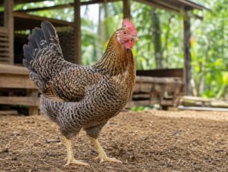 Ayam KUB - Wikiternak Klik Ternak