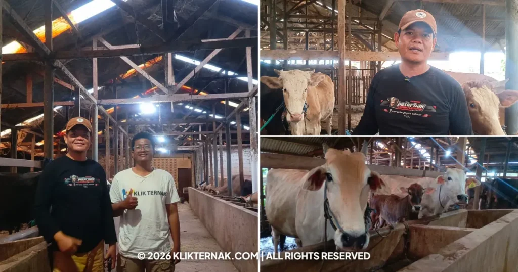 Beranda Klik Ternak