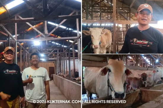 Kisah Inspirasi Widodo Rintis Peternakan 100 Ekor Sapi Di Kurik