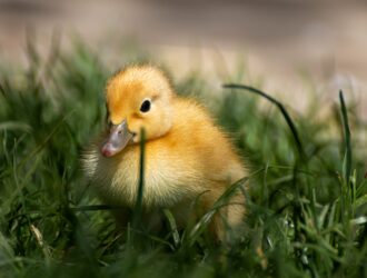 bebek